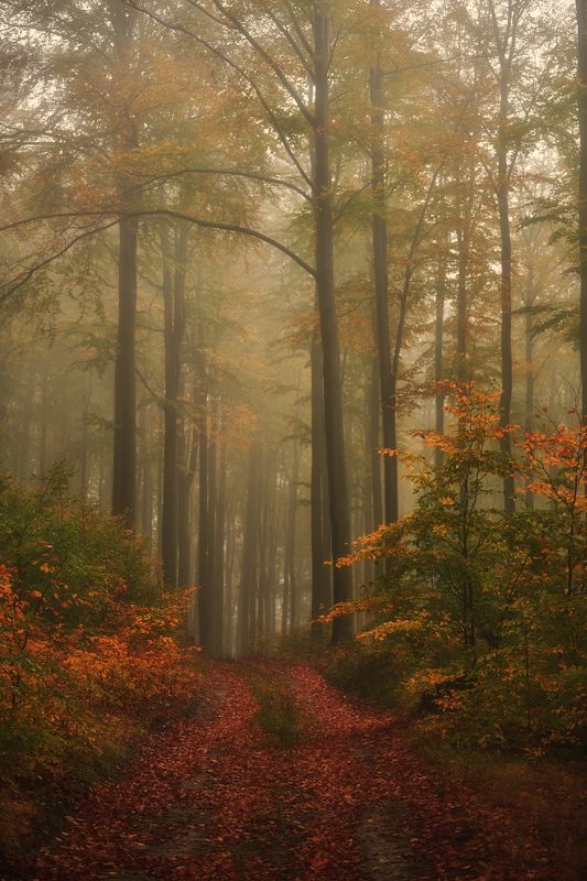 forest,autumn,fog Autumn colorsphoto preview