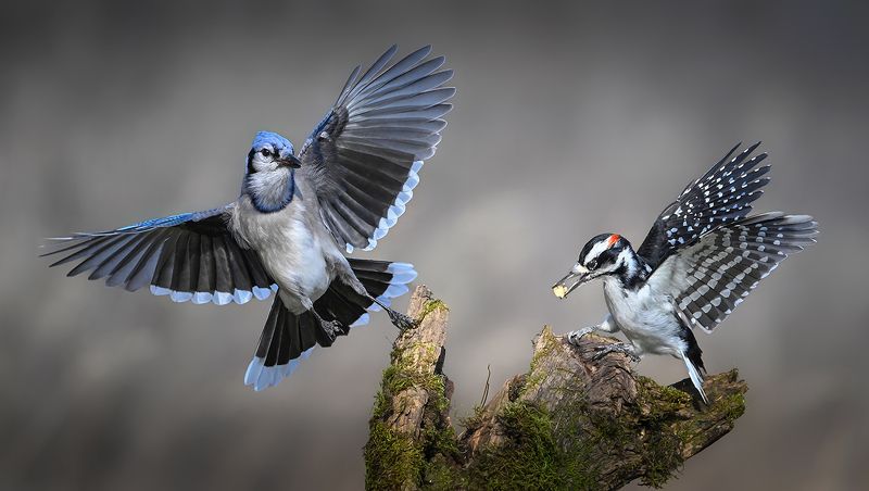 Blue Jay vs. Hairy woodpecker (male)photo preview