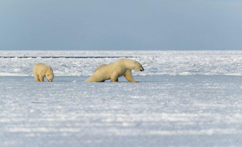 чукотка, арктика, север, медведь белый, медведь полярный, медведь морской, умка, медвежата, лед, льды На неокрепшем льду....photo preview