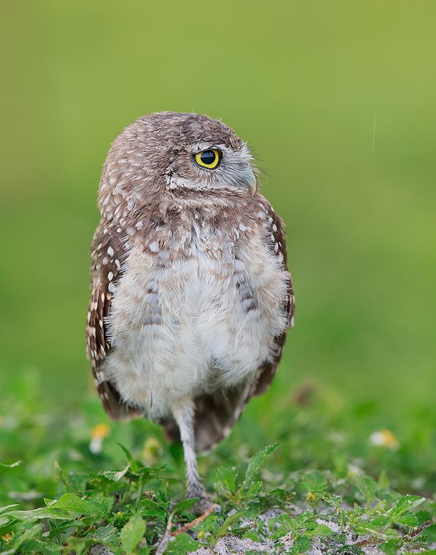 owl, burrowing owl,сыч, флорида,florida, хищные птицы Burrowing Owl - Кроличий сычphoto preview