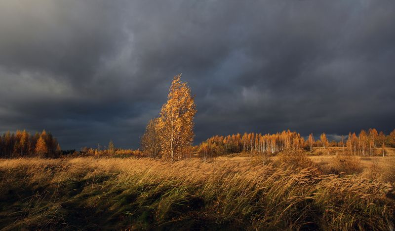 осень , поле , ветер , лес Русский  пейзаж .photo preview