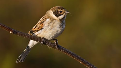 Reed bunting.