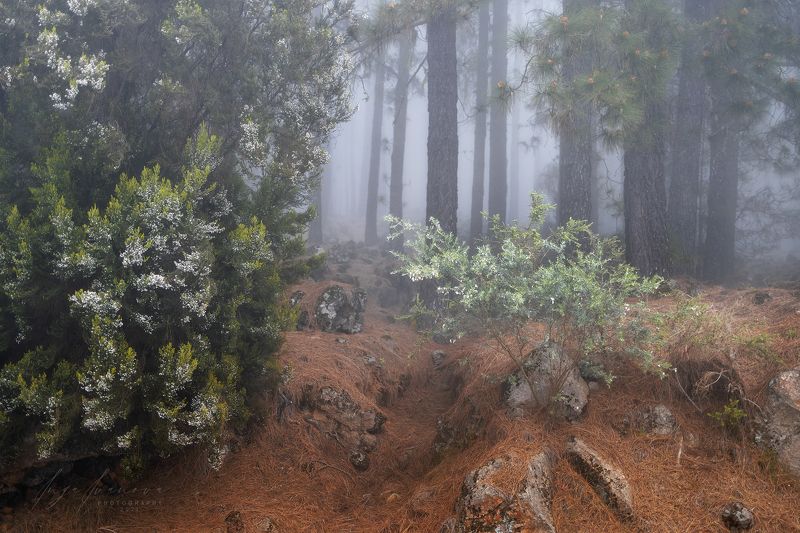Тайны леса Тенерифе