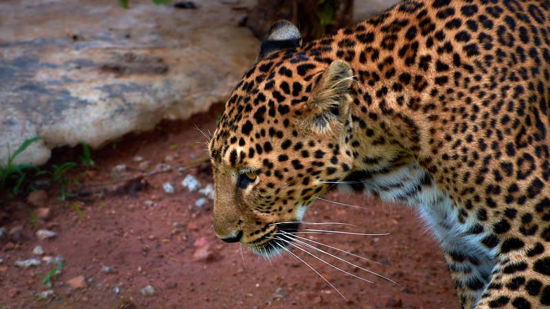 Леопард (ЮАР)