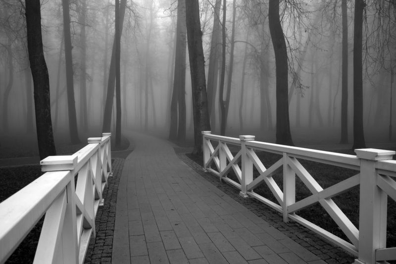 туман осень парк деревья  Туман в паркеphoto preview