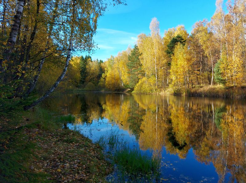 Природа, лес, осень, октябрь Золотые краски октября. Московская область.photo preview