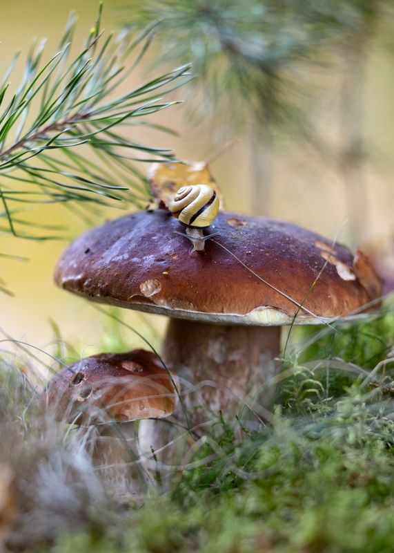 лес, осень, белый гриб, осень, улитка, листва, грибное царство-государство,моя беларусь Про царство грибноеphoto preview
