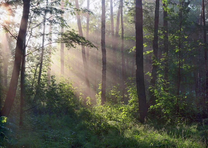 утро , лес , туман Утро в лесу.photo preview