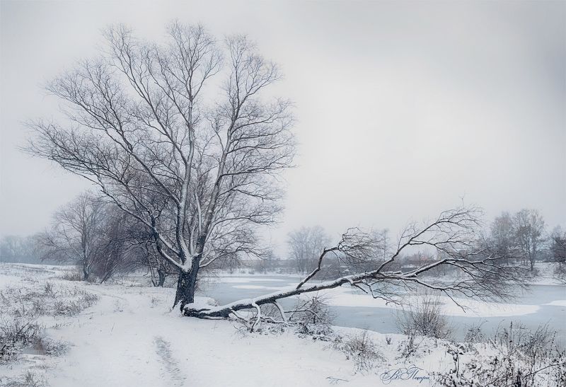 дерево ветка снег пруд лёд Первый снегphoto preview