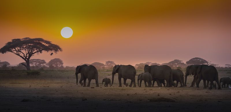 слоны, африка, закат, кения, животные Из жизни слоновphoto preview