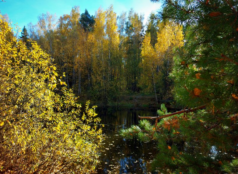 Лес, пруд, природа, осень. Краски октября.photo preview