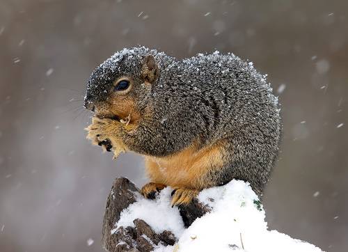 Fox Squirrel in Snow - Лисья Белка