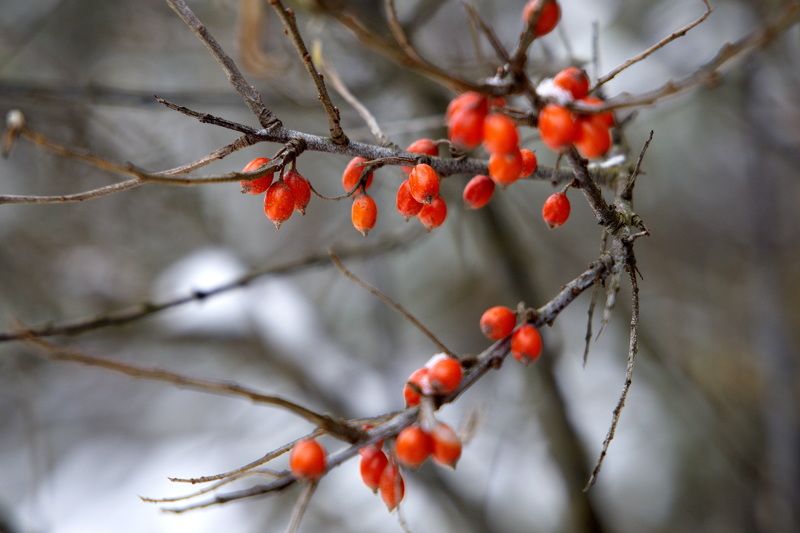 облепиха облепихазимой ноябрь ягоды осень макро Облепихаphoto preview