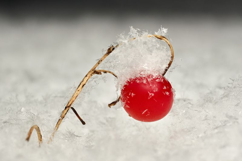 (Convallaria majalis L.) in the snow