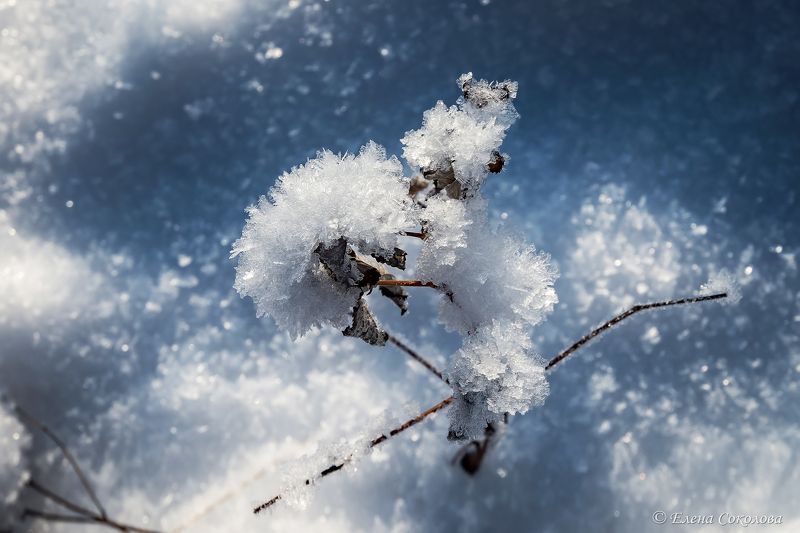 снег, лед, снежинки, зимнее фото, замороженный цветок Снежные цветыphoto preview