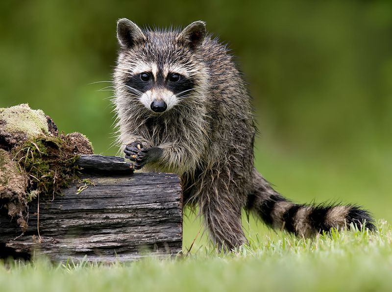 енот обыкновенный, енот-полоскун, raccoon, енот, дикие животные, животные, animals Raccoon - Енот-полоскун фото превью