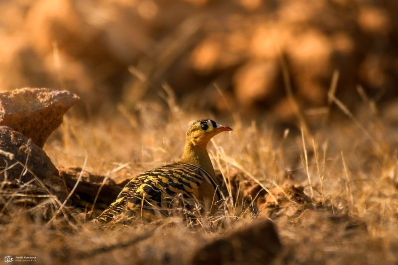 painted sandgrouse, pterocles indicus, grk, greater rann of kutch, nature, 35awards, 35photo, wildlife, birds, birds of india, parth kansara, parth kansara wildlife, indian wildlife, photo, photography, kutch, birds of kutch, nakhatrana, kutch wildlife, Painted Sandgrouse (Pterocles indicus)photo preview