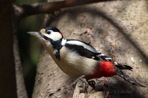 Great spotted woodpecker ,Большой пестрый дятел - Dendrocopos major