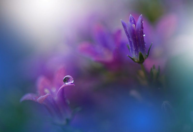 Close-up, Drop, Flower, Macro, Nikon ``*``*``photo preview