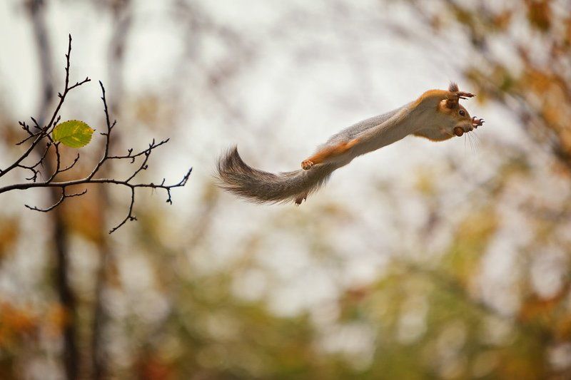 белка полет орех осень Полет с добычейphoto preview