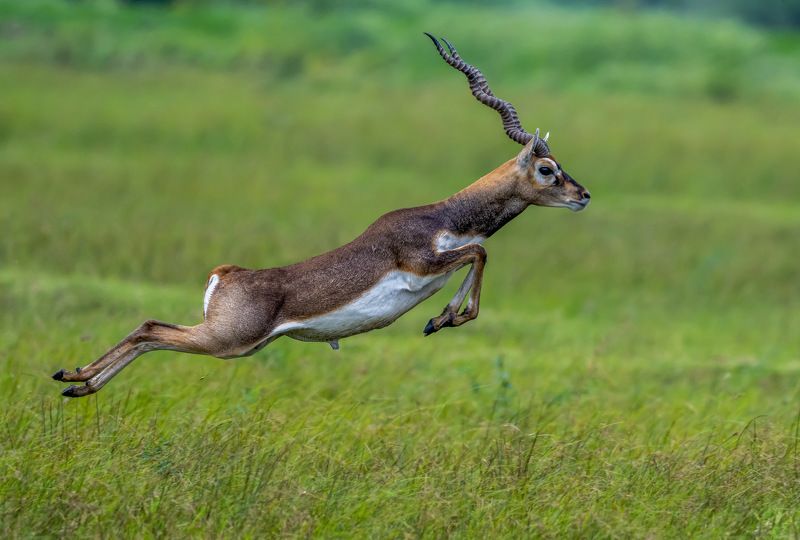 #mammals #widllife #animals Leaping in the airphoto preview