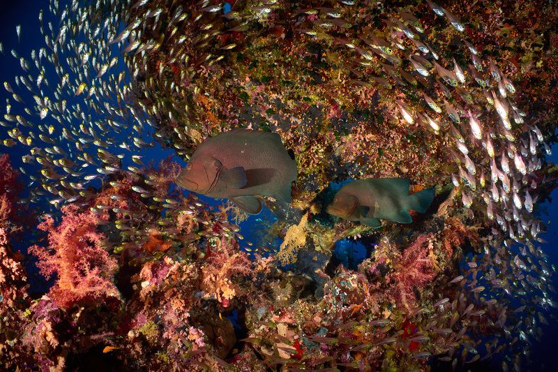 подводный мир, дайвинг, коралловый риф, рыбы, красное море Карусельphoto preview