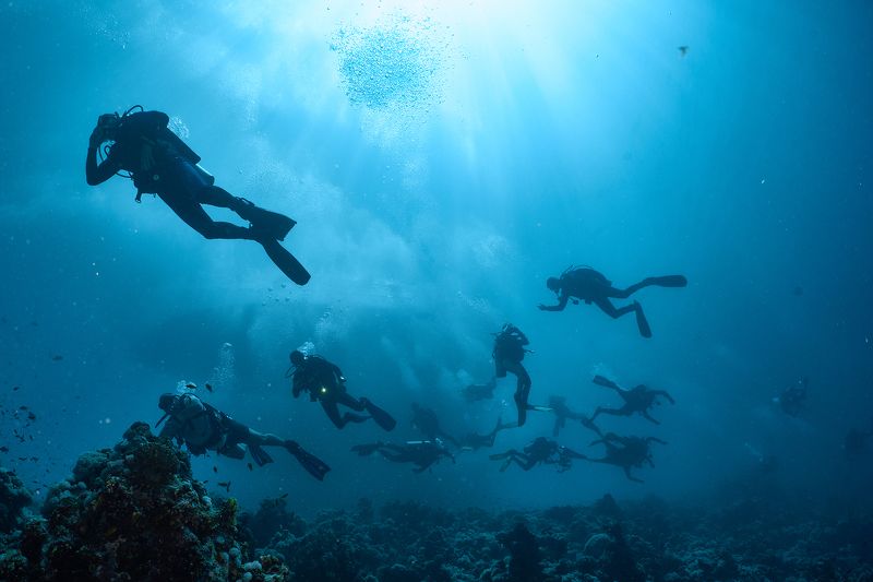 подводный мир, дайвинг, коралловый риф, рыбы, красное море, мурена, дайверы Трафикphoto preview
