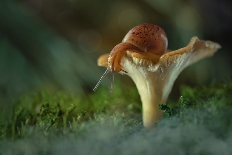 макро, гриб, улитка, макрофотография, макромир, волшебное макро, macro, mushroom, snail, macro photography, macro world, magical macro Грибная радостьphoto preview