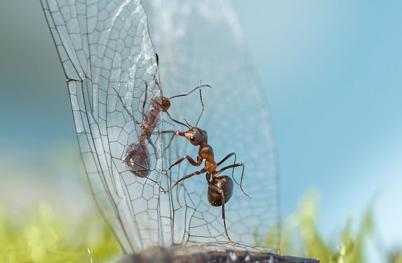 муравьиные истории, муравьи, крылья стрекозы Парусphoto preview