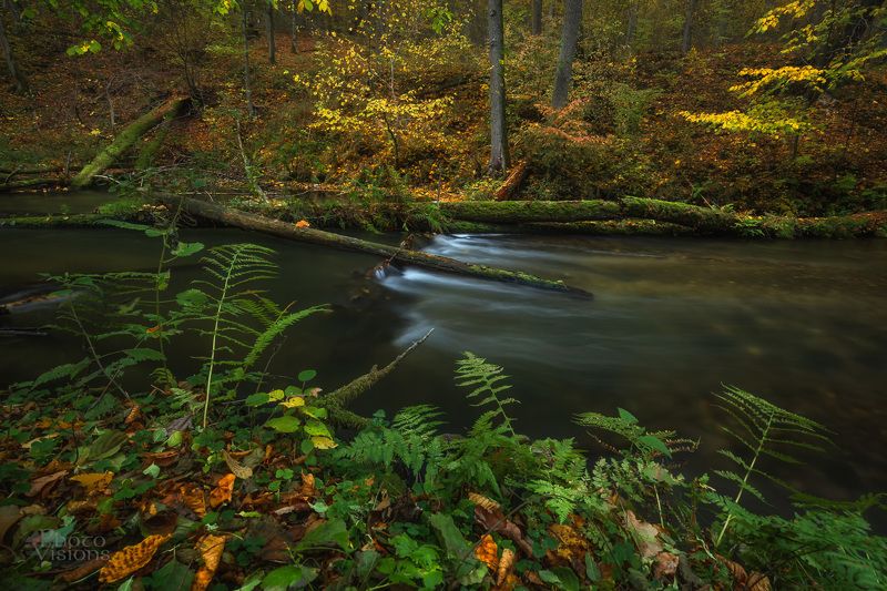 forest,woodland,woods,landscape,autumn,autumnal, Mood of Autumnal Forest фото превью