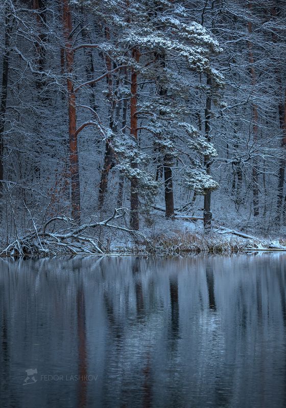 белгородская область, белогорье, зима, зима22, зимнее, первый снег, снежное, отражение, пруд, озеро, водоём, деревья, берег, белый, синий, лес, лесное, Лес на берегу прудаphoto preview