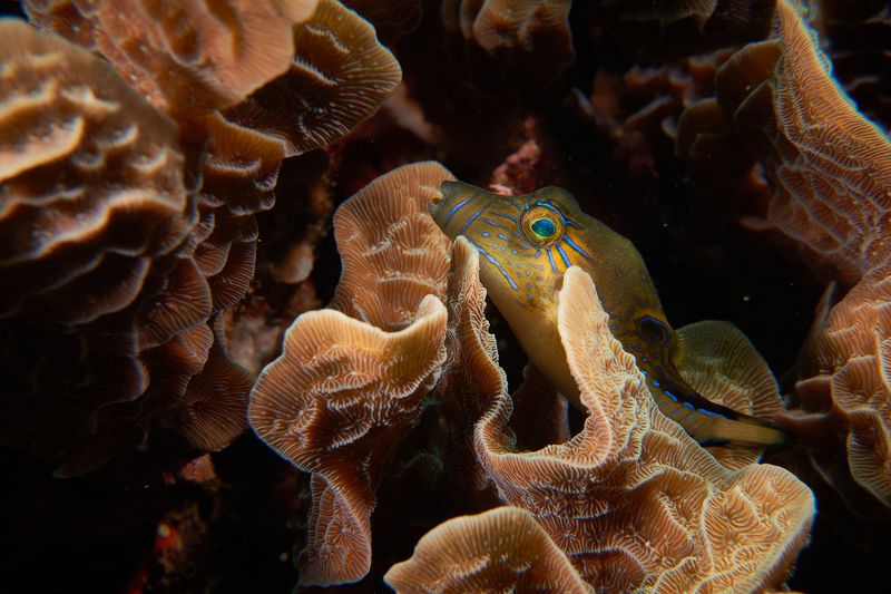 подводная фотосъемка, коралловый риф, рыбы, тропические рыбки, дайвинг, море Дружокphoto preview