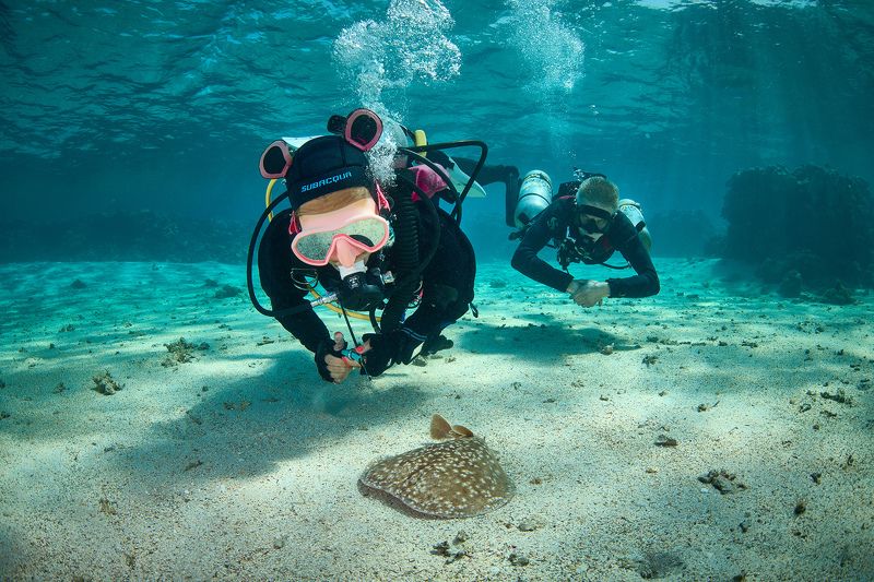 подводная фотосъемка, коралловый риф, рыбы, тропические рыбки, дайвинг, море, электрический скат, торпедо, скат Торпедоphoto preview