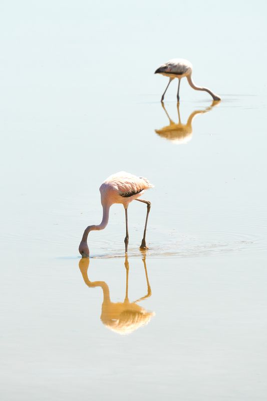 фламинго, птицы Небесные ловцыphoto preview