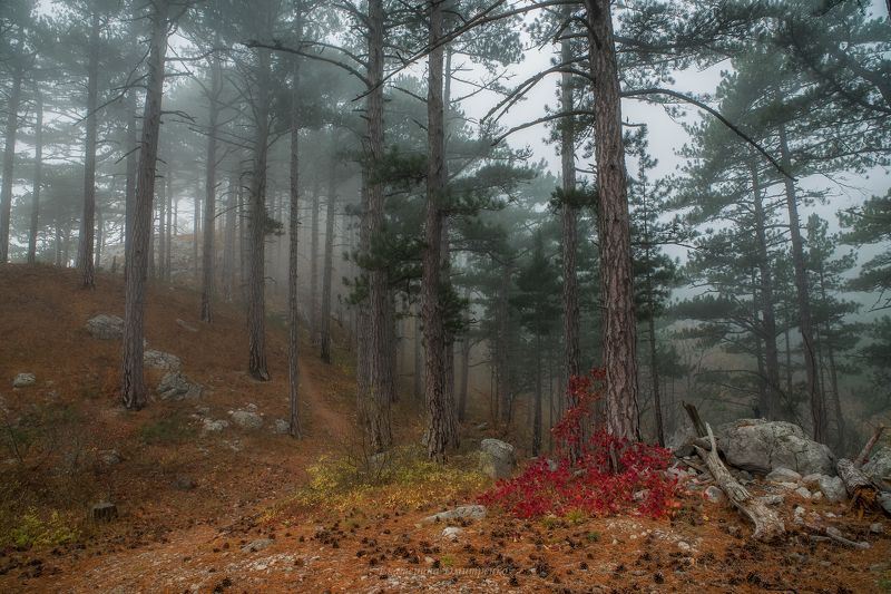 крым, пейзаж, туман, лес, осень, алупка, ялта, шаан-кая, crimea, landscape В туманном лесуphoto preview