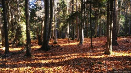 Осенним солнцем лес вздохнул...