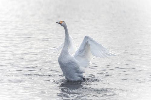 Лебеди…  Swans…