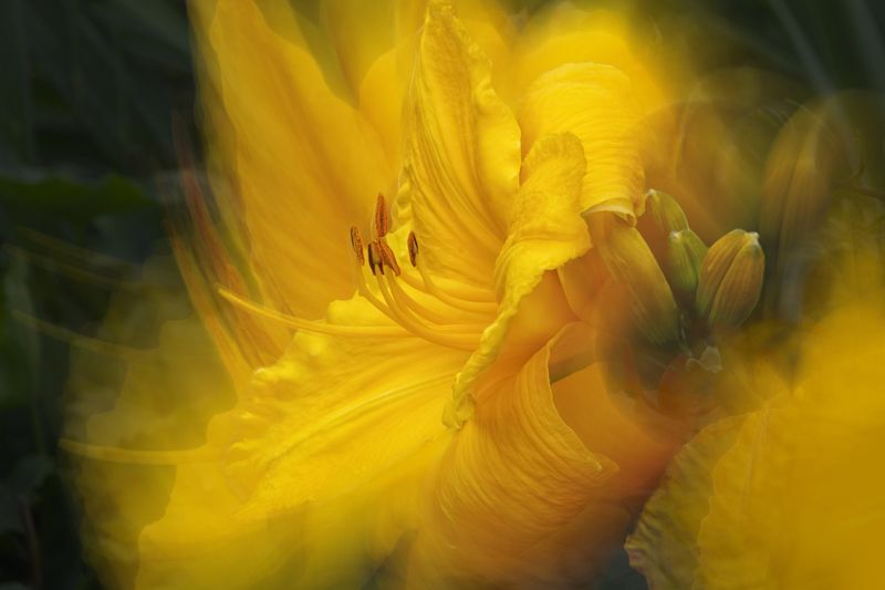 yellowliliy flower