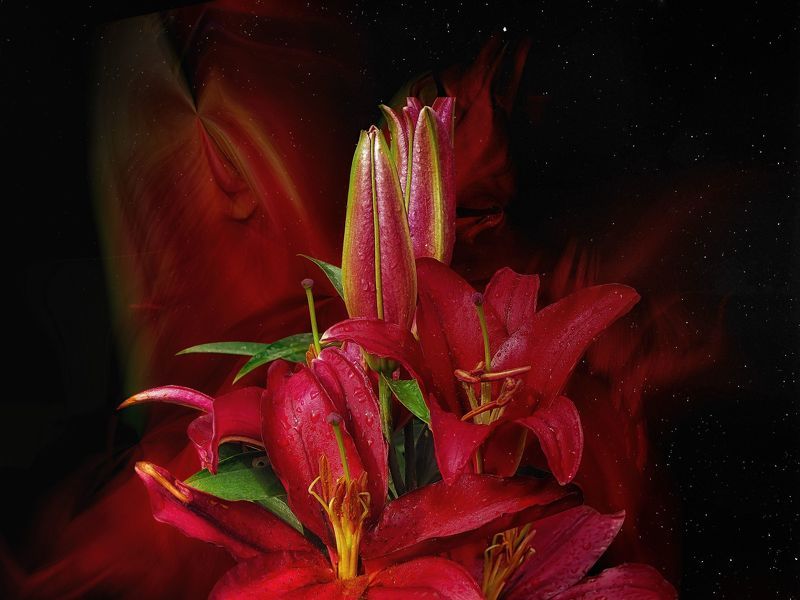 multicolored lilies,