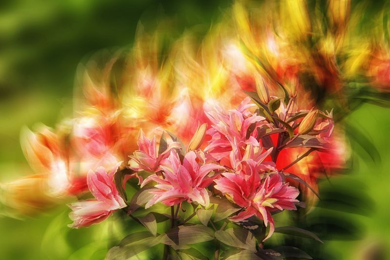 multicolored lilies