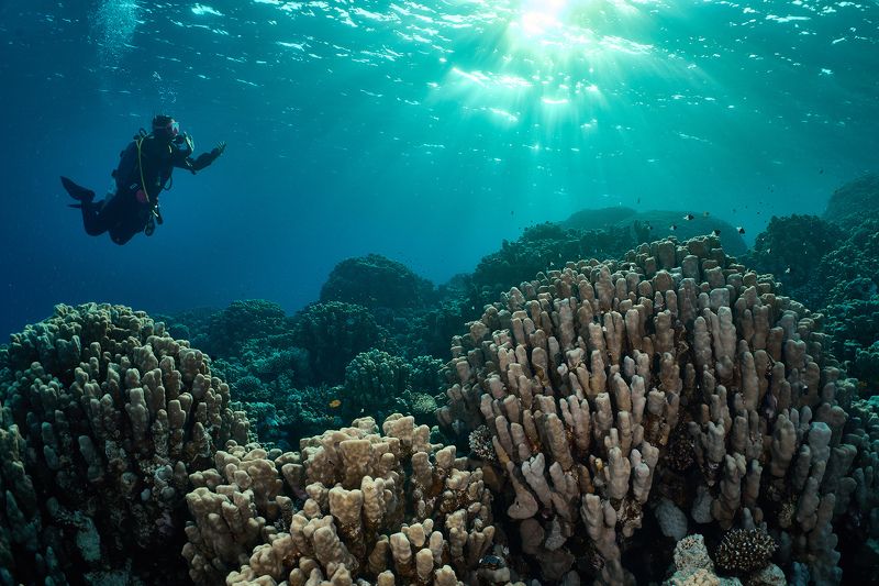 подводная фотосъемка, коралловый риф, дайвинг, море, дайвер Офисы бывают разныеphoto preview