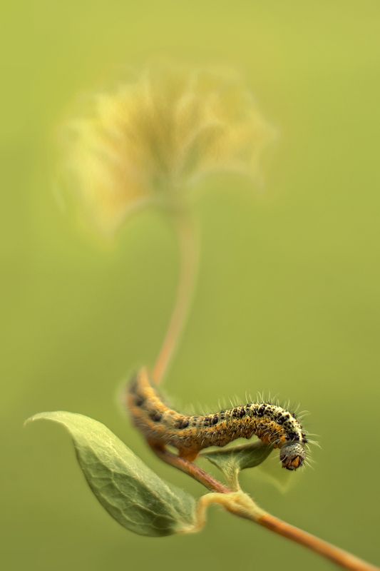 зеленый цветок ползет насекомое Гусеницаphoto preview
