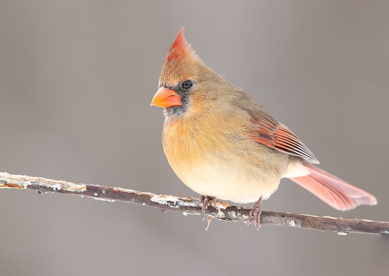 красный кардинал, northern cardinal, cardinal,кардинал,зима Northern Cardinal female - Красный кардинал. самка фото превью