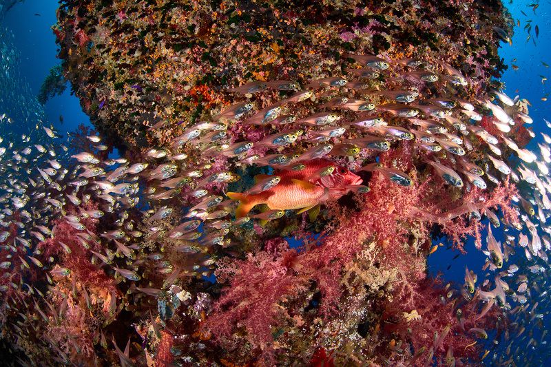 подводная фотосъемка, коралловый риф, рыбы, тропические рыбки, дайвинг, море Стекляшкиphoto preview