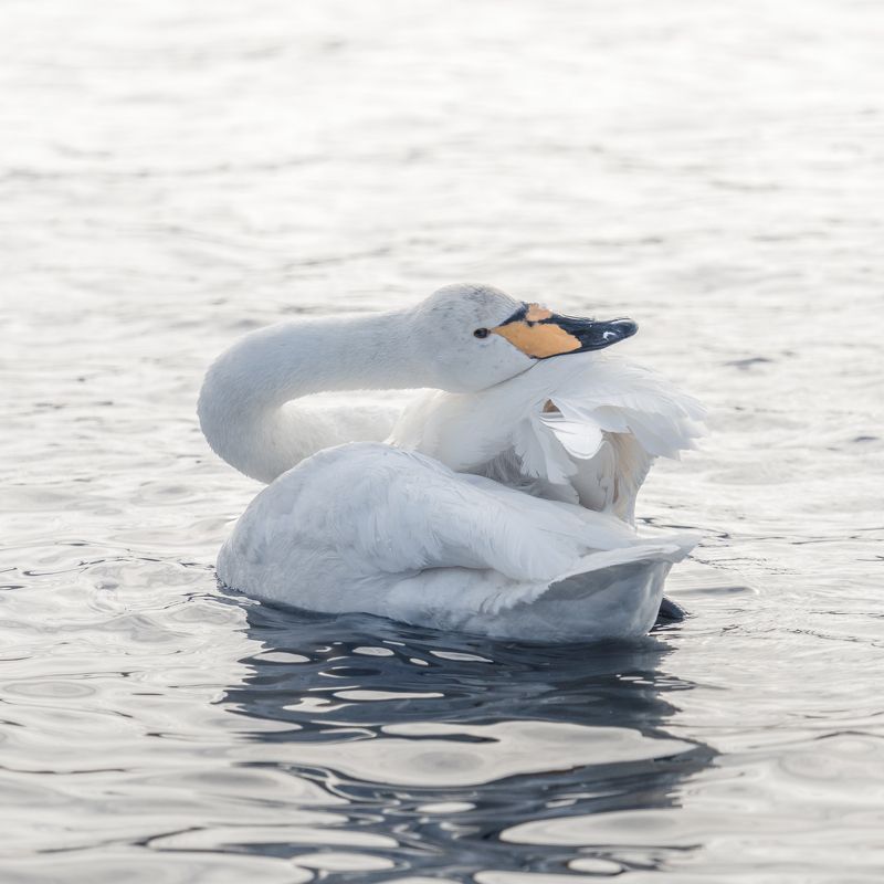 Лебеди… Swans…