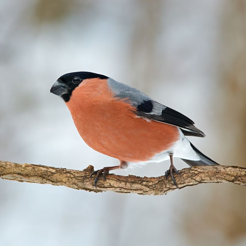 #bird #wildlife #nature #birdphotography Снегирьphoto preview