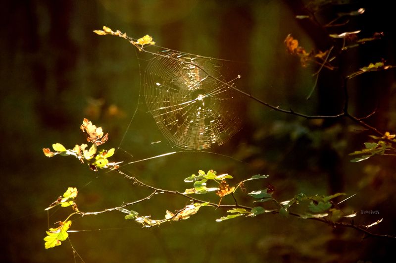 паутина, лес, осень, закат, луч света Паутинкаphoto preview