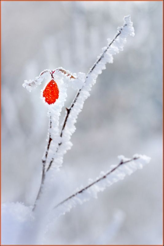 frost, glow, leaf, nature, photography, snow, white, winter, Glow in the Snowphoto preview
