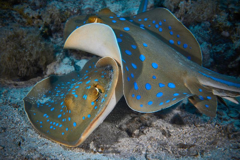 подводная фотосъемка, коралловый риф, рыбы, тропические рыбки, дайвинг, море, скат Другие хищникиphoto preview