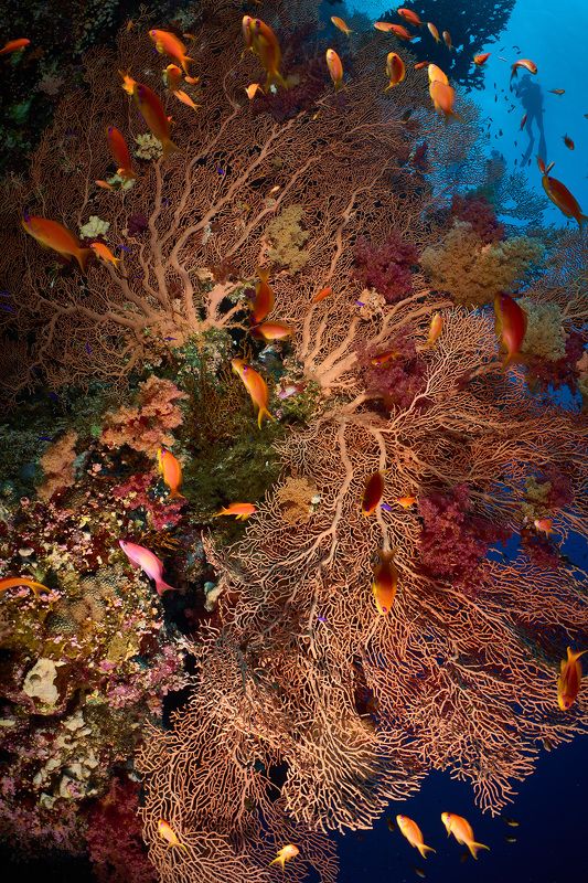 подводная фотосъемка, коралловый риф, рыбы, тропические рыбки, дайвинг, море Горгонарияphoto preview